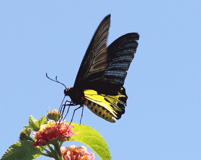 台湾の蝶 ＜アゲハチョウ科＞ ＜写真をクリックすると