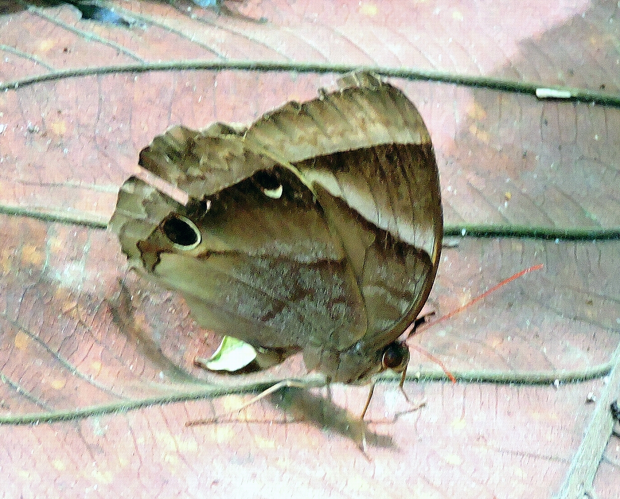 蝶の生態写真集（著作：杉坂美典）