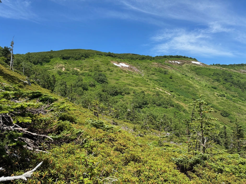 岡崎市の蝶（著作・杉坂美典）