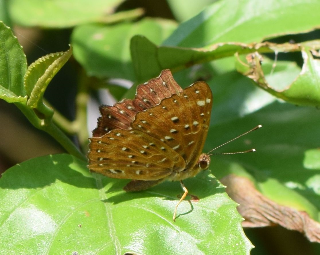 st-hosibosi1-20141229-banbien-