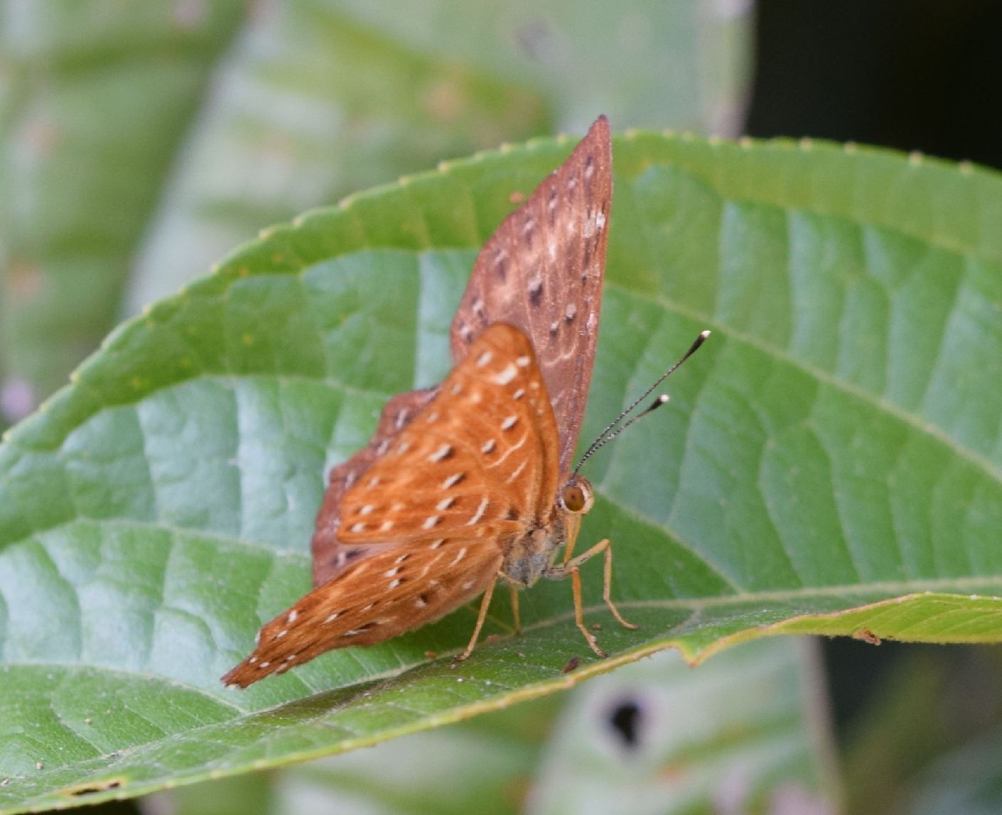 南米のシジミタテハ　5種 シジミタテハってなんだ？ | GANREF