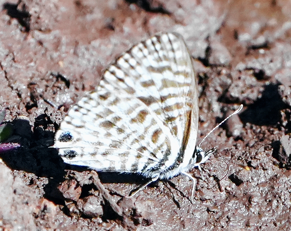 ヨーロッパの蝶（著作：杉坂美典）