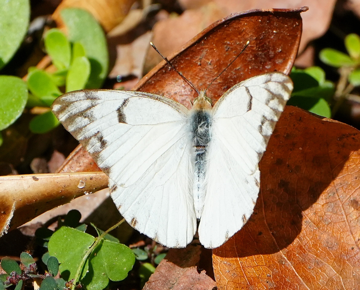 ヨーロッパの蝶（著作：杉坂美典）